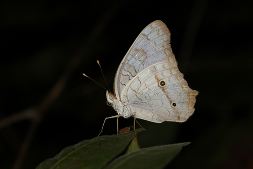 White Peacock