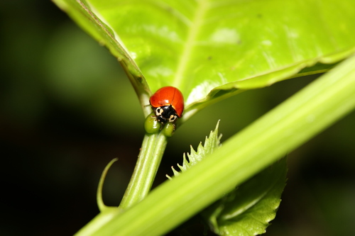 Spotless Lady Beetle