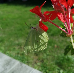 Gonepteryx rhamni