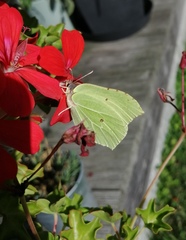 Gonepteryx rhamni
