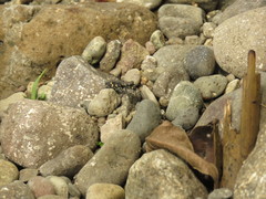 Calomera decemguttata