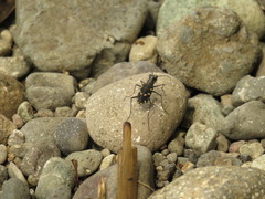 Calomera decemguttata