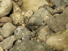 Calomera decemguttata