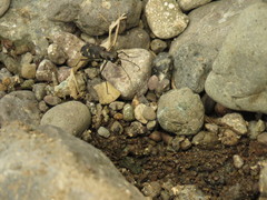 Calomera decemguttata