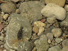 Calomera decemguttata