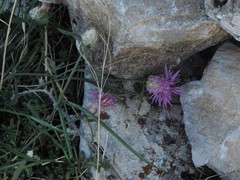 Centaurea deusta