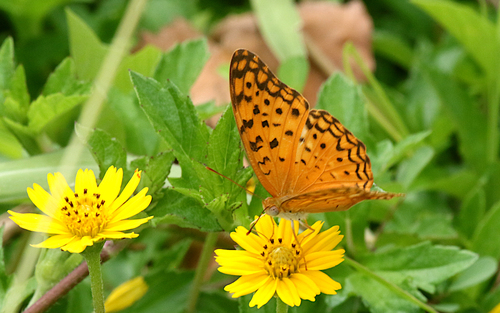Common Leopard