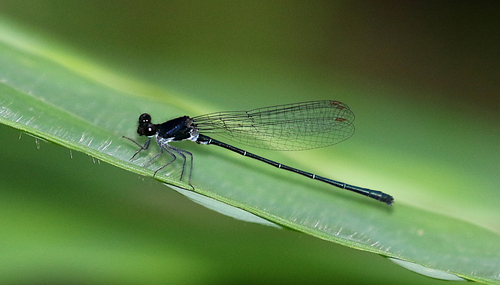 Marsh Dancer