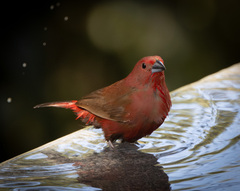 Jameson's Firefinch photo 3