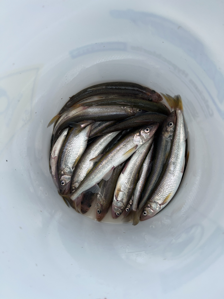 Arctische regenboogspiering (Osmerus dentex) — Osmeridae