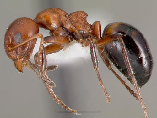 Mary's Odorous Ant photo 5