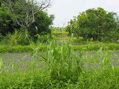 Sorghum arundinaceum