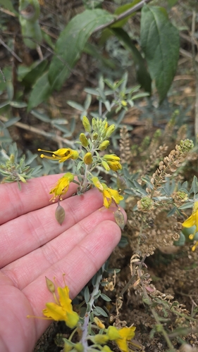 iNaturalist observation photo of Bladderpod