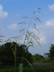 Sorghum arundinaceum