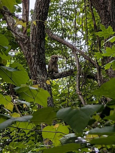 View observation of {o.common_name} on iNaturalist