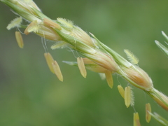 Sorghum arundinaceum