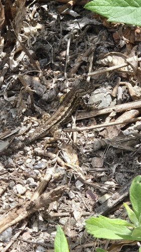 iNaturalist observation photo of Western Fence Lizard
