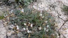 Astragalus subuliformis
