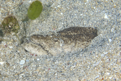 Brachysomophis cirrocheilos observed 2025-06-10