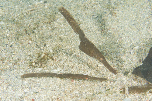 Robust Ghost Pipefish