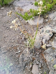Allium rubens
