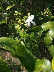 Tabernaemontana ventricosa