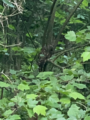 View observation of {o.common_name} on iNaturalist