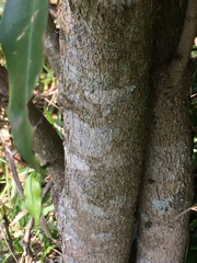 Tabernaemontana ventricosa