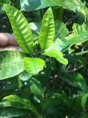 Tabernaemontana ventricosa