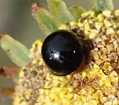 Exochomus flavipes