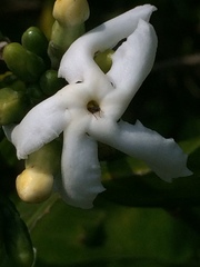 Tabernaemontana ventricosa