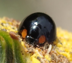 Exochomus flavipes