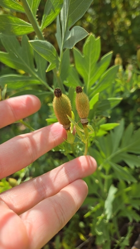 iNaturalist observation photo of Coulter's matilija poppy