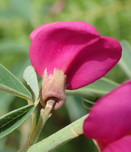 Image of Hypocalyptus coluteoides by (c) Nicola van Berkel, some rights reserved (CC BY-SA)