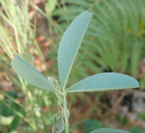 Image of Hypocalyptus coluteoides by (c) Nicola van Berkel, some rights reserved (CC BY-SA)