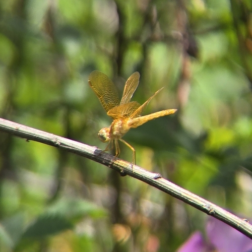 iNaturalist observation photo of Mexican Amberwing