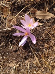 Colchicum troodi