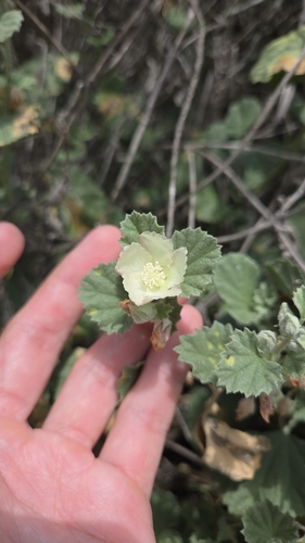 iNaturalist observation photo of alkali mallow