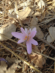 Colchicum troodi