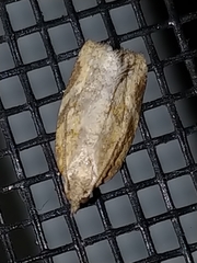 Argyrotaenia franciscana
