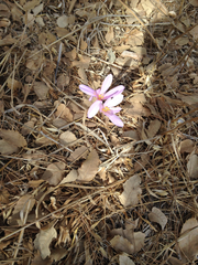 Colchicum troodi