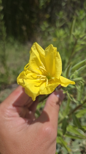 iNaturalist observation photo of tall evening primrose