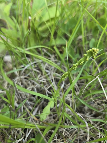 Botrychium tenebrosum (Botrychium tenebrosum)