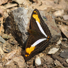 Adelpha malea goyama