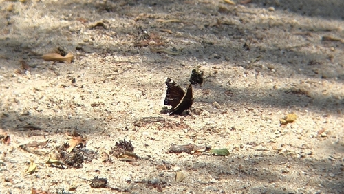 iNaturalist observation photo of Mourning Cloak