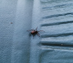 Steatoda grossa