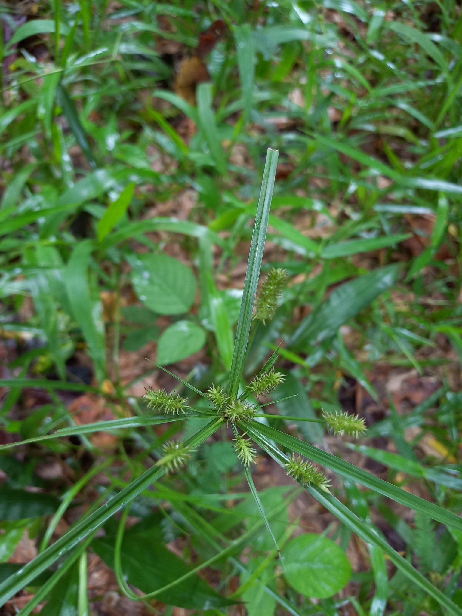 Cyperus cyperoides — ảnh 2