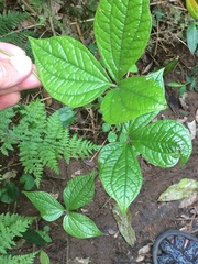 Dioscorea dregeana