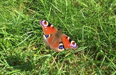 Aglais io