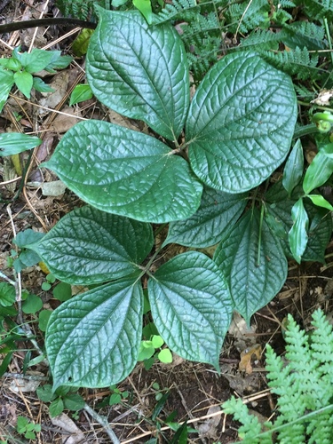 Dioscorea dregeana (Kunth) T.Durand & Schinz